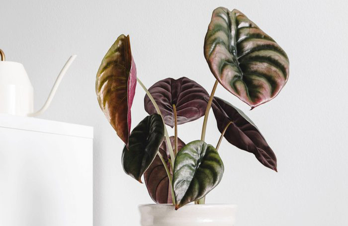 Elephant’s ear (alocasia)