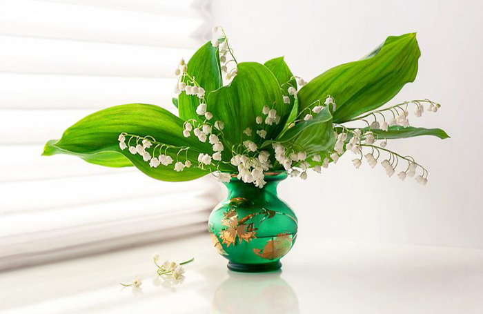 Lily of the valley (convallaria majalis)