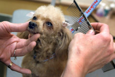 How to groom your dog at home