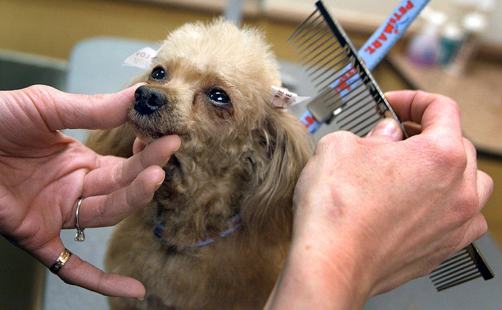 How to groom your dog