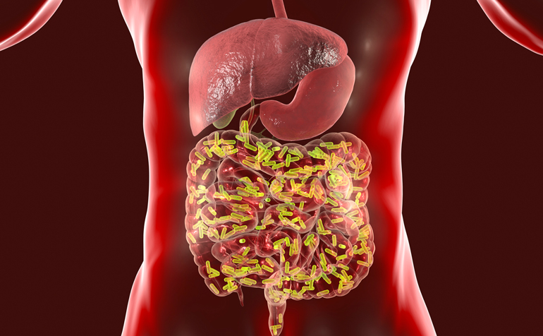 What bacteria are in your gut?