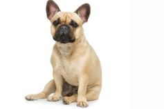 11 superpowers all dogs have that prove they’re cooler than humans
