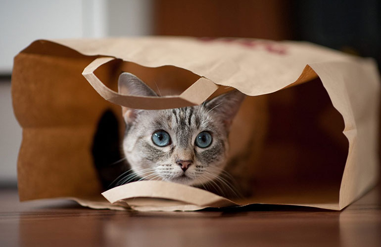 Groceries, purr-ty, please!
