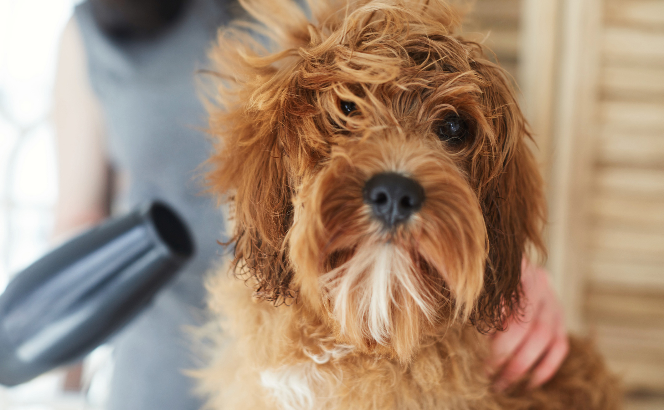 The secret benefit of grooming your dog
