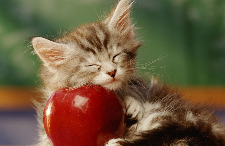 An apple a day