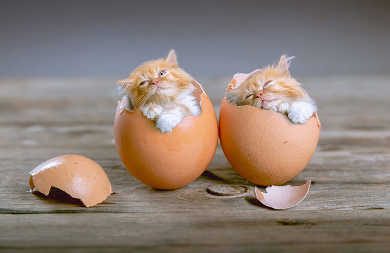 You’re a good egg, Kitty