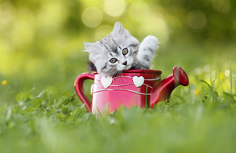 Little lawn meowers