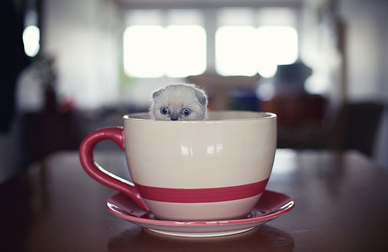 Coffee, tea or me?