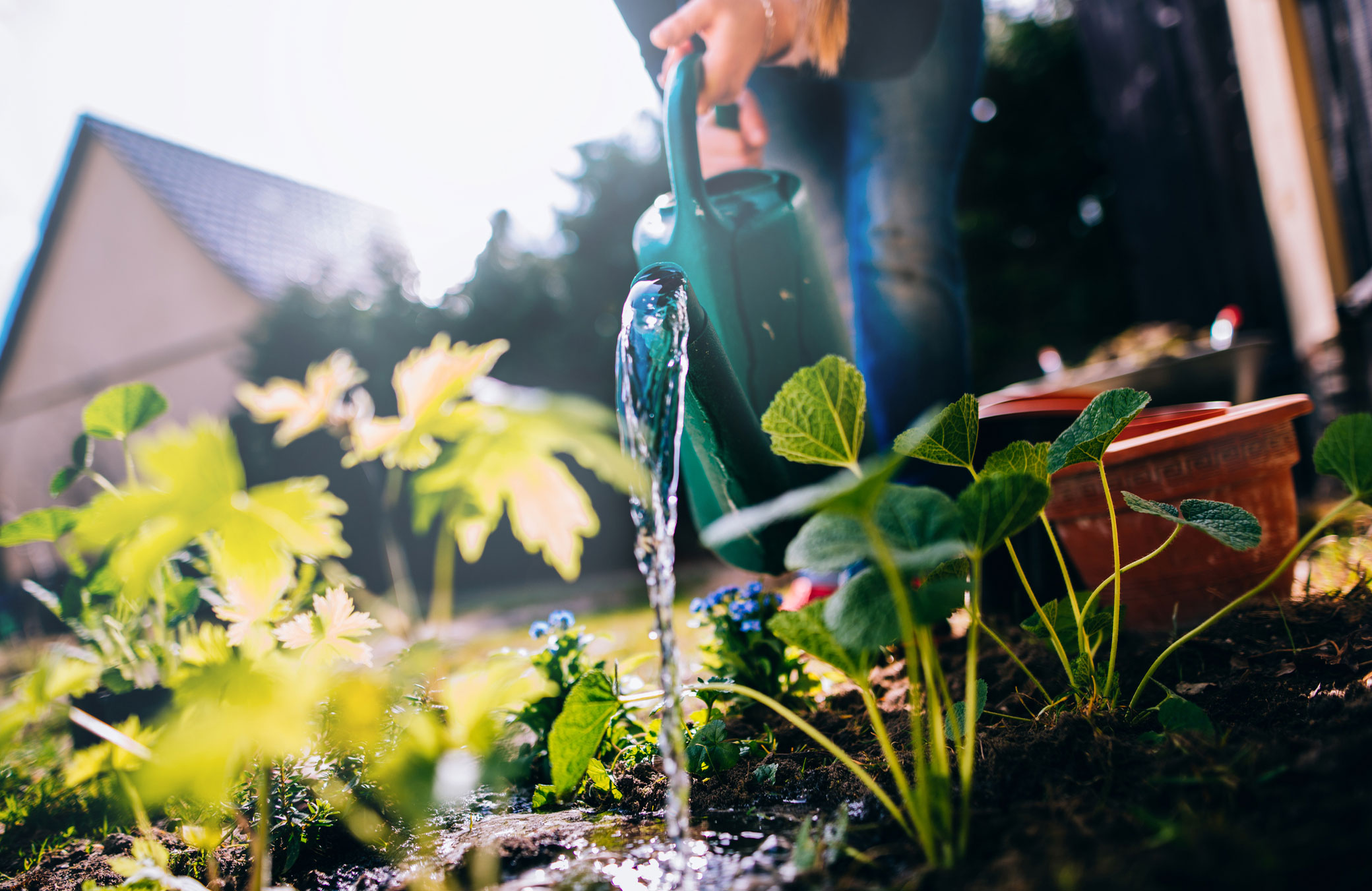 Don’t ignore yellowed, limp leaves