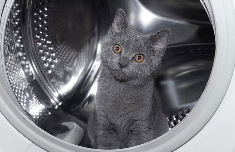 Purr-haps waiting for the next load?