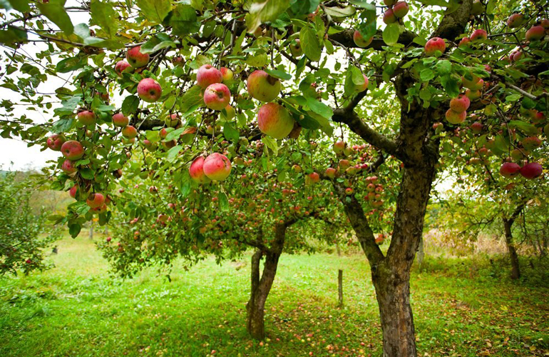 Hard maths riddles: Apple harvest