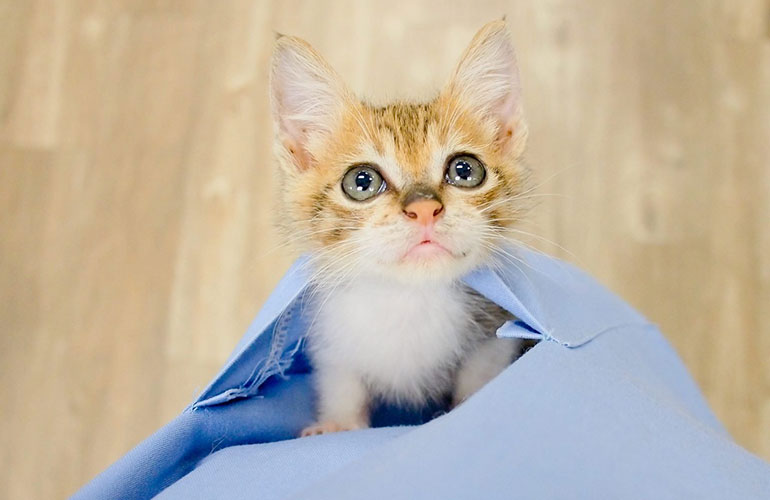 A pocket full of kittens