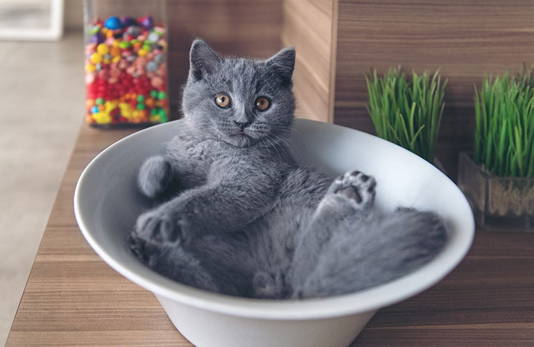 What’s fur dinner?