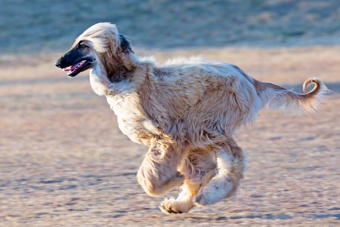 3rd-equal fastest dog: Afghan Hound