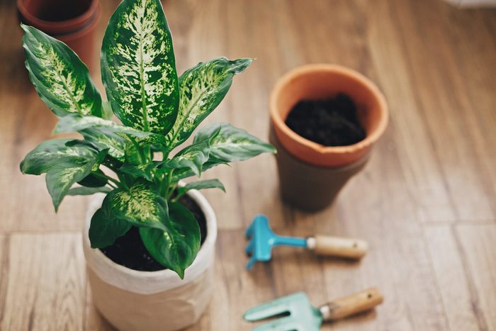Dumbcane (dieffenbachia)
