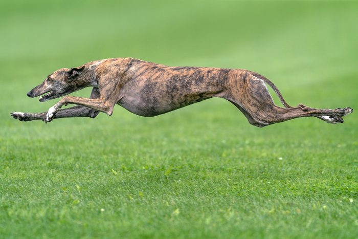 Fastest dog in the world: Greyhound