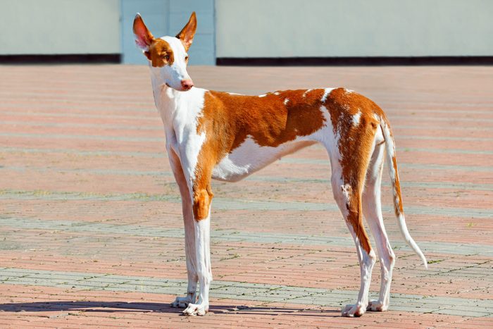3rd-equal fastest dog: Ibizan Hound