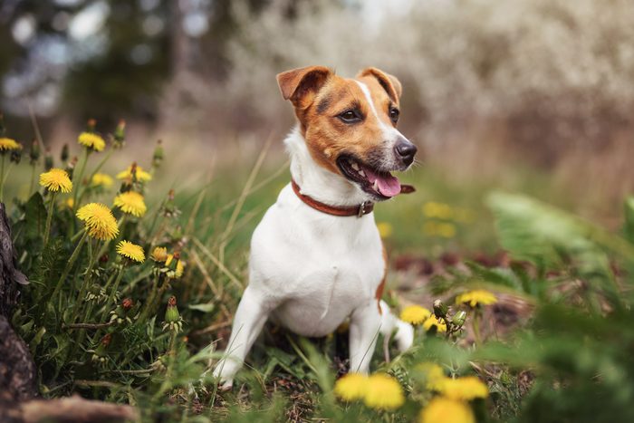 6th fastest dog: Jack Russell Terrier