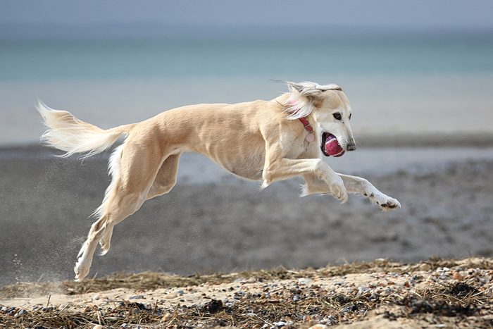2nd fastest dog: Saluki