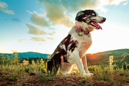 The dog who came back from the dead
