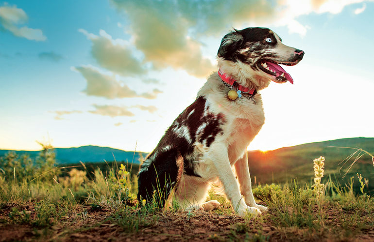 The dog who came back from the dead