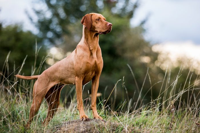 3rd-equal fastest dog: Vizsla