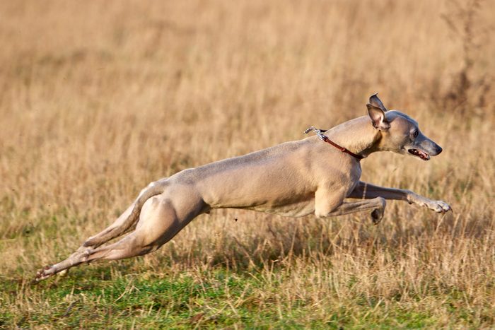 7th fastest dog: Whippet