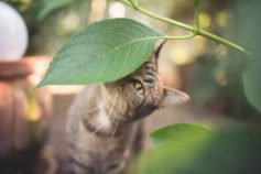 cat sniffing plant