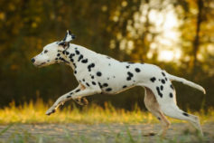 Dalmation running