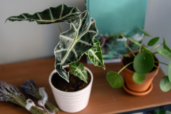 Elephant’s ear (alocasia)