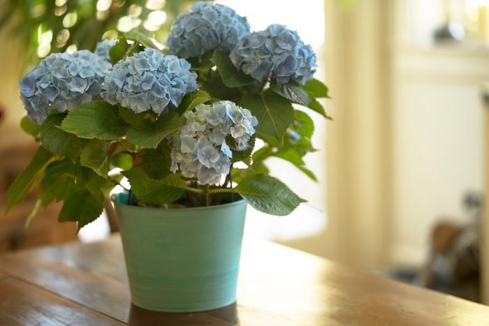 Hydrangea (hydrangeaceae)