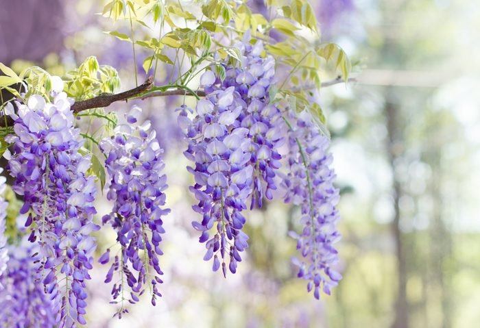 Wisteria (fabaceae)
