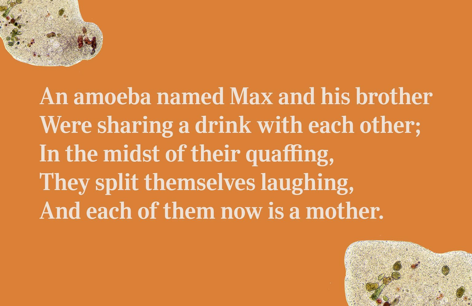 An amoeba named Max