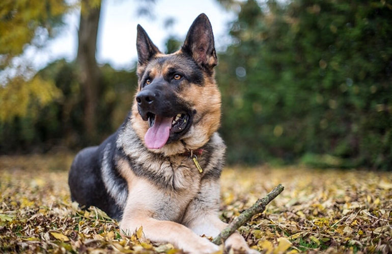 German shepherd