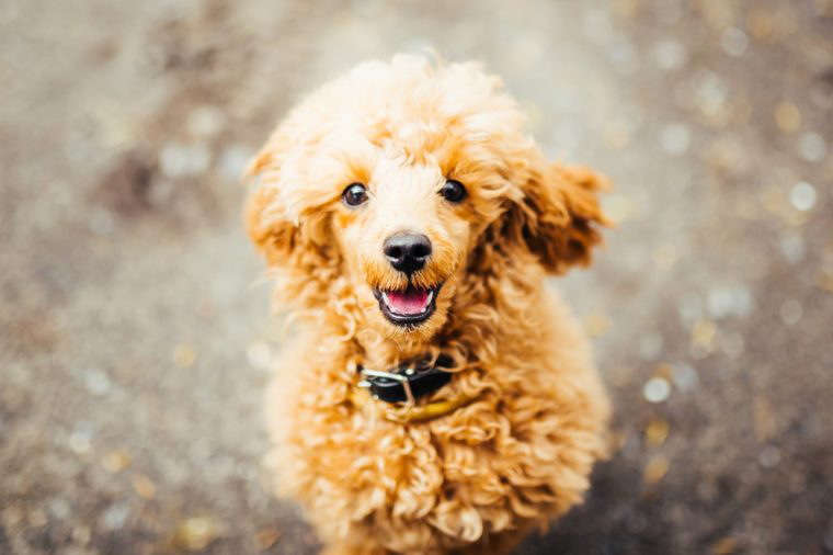 Standard poodle