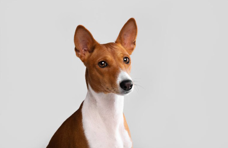 Basenji