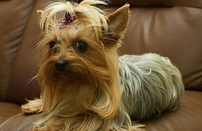 Yorkshire terrier