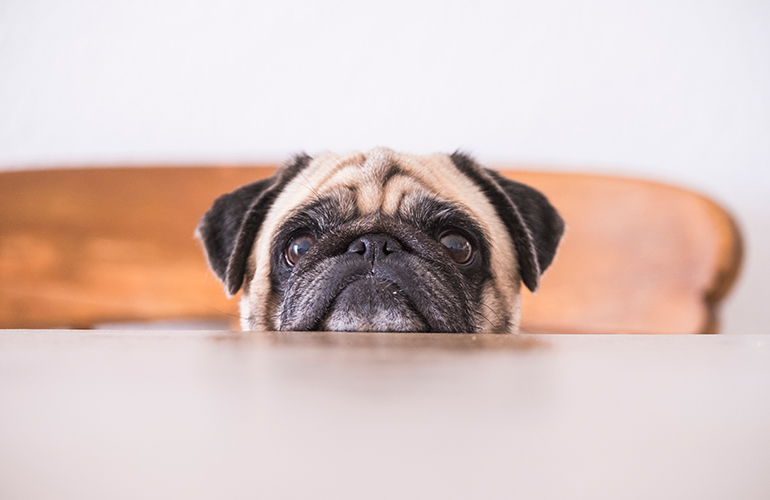 Pugs