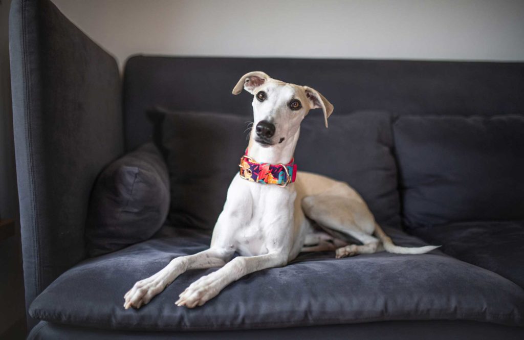 Whippet