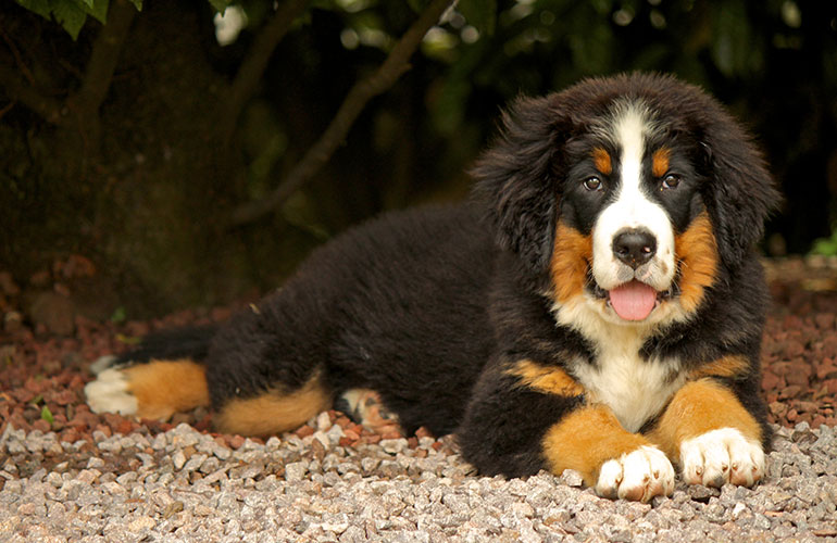 Bernese mountain dog
