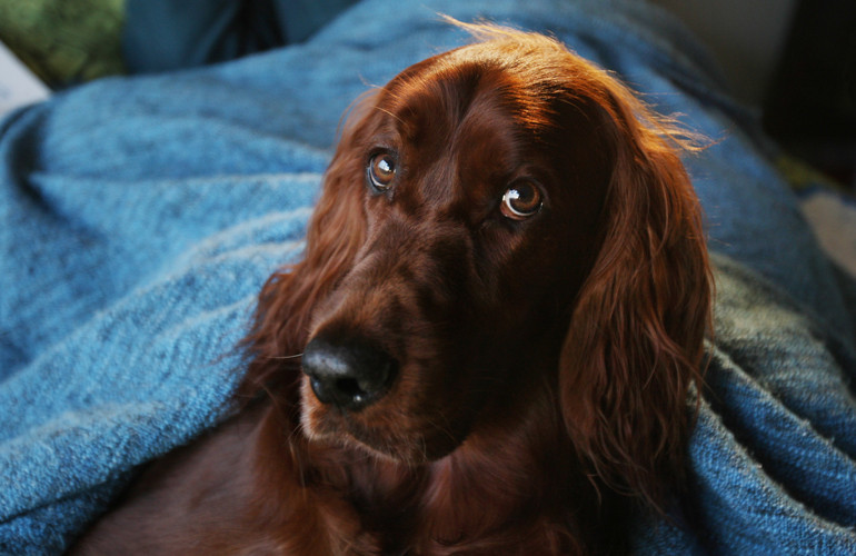 Irish setter