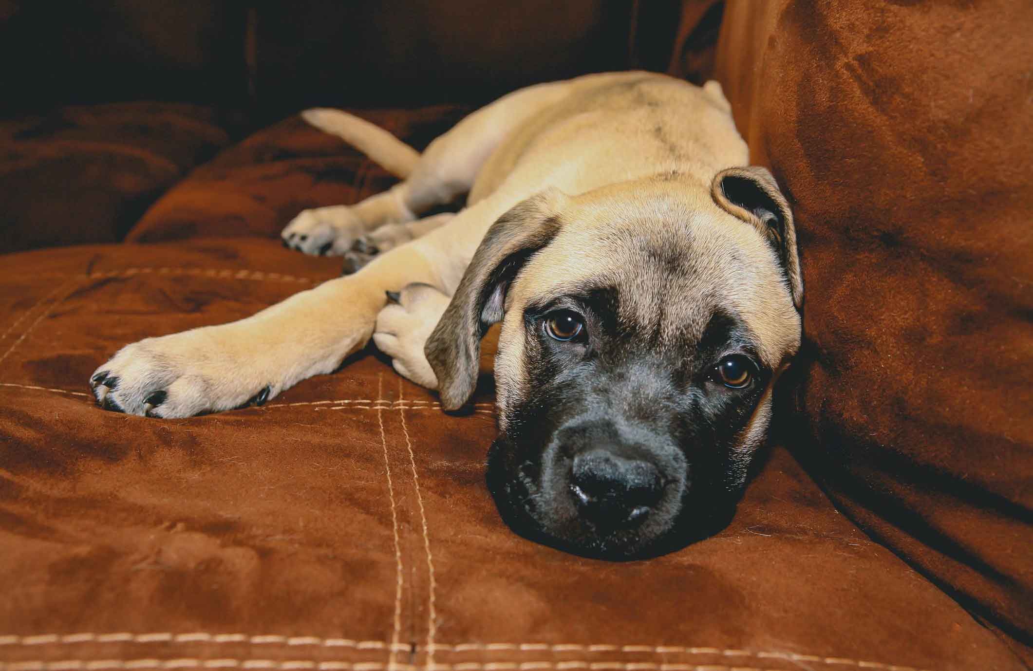 Bullmastiff
