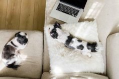 two dogs lounging on the sofa