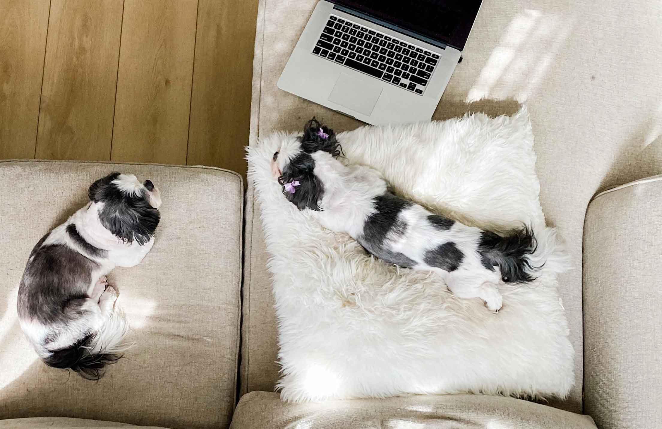 The world’s cutest couch potatoes