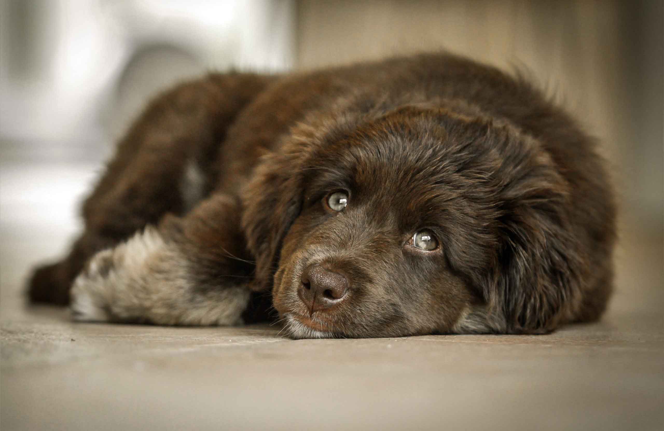 Newfoundland