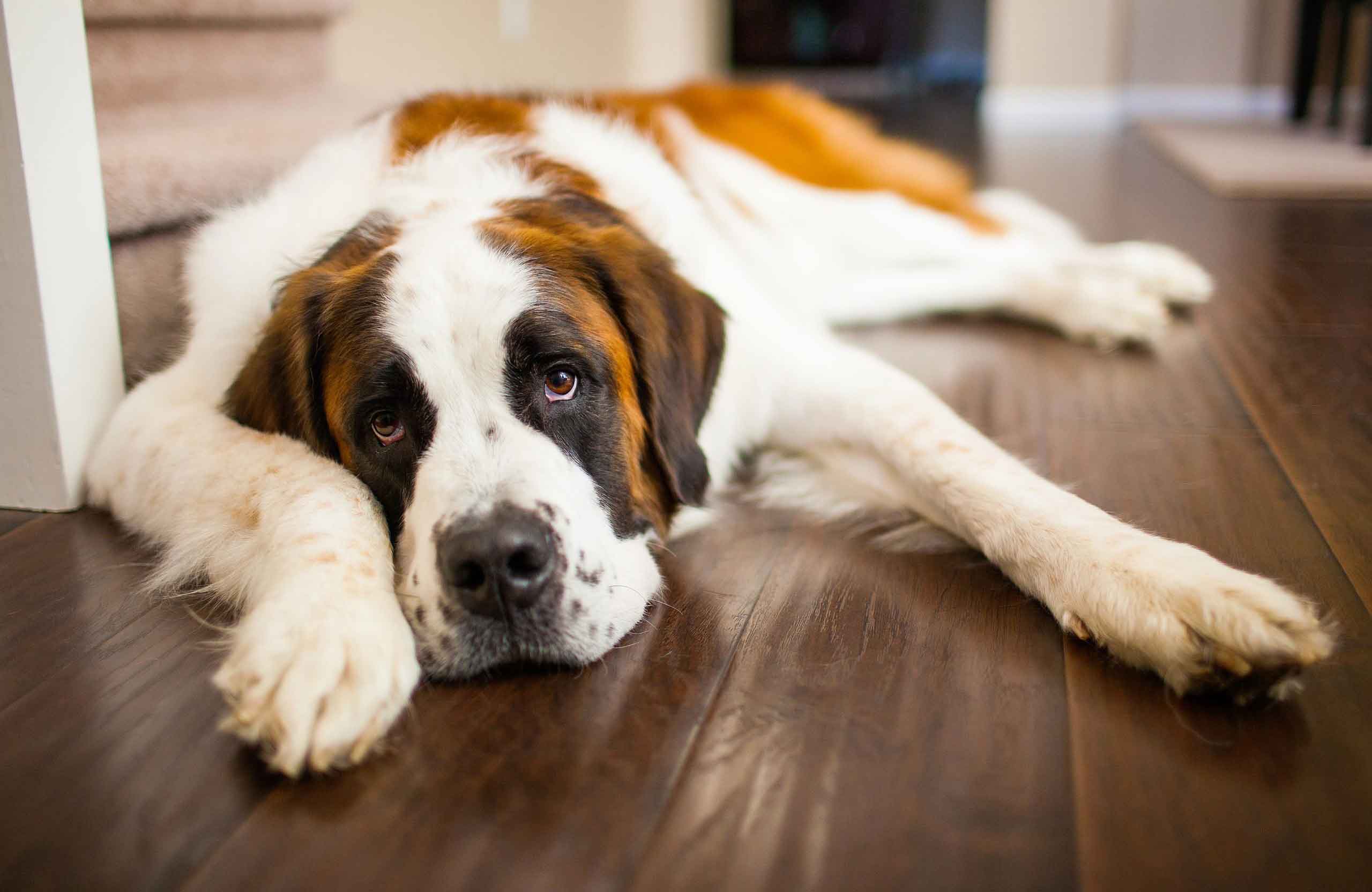 Saint Bernard