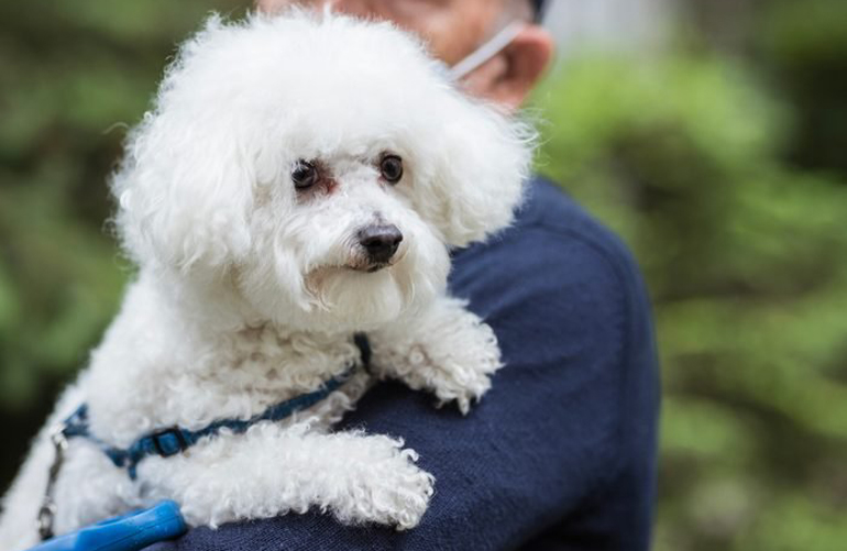 Best overall: Bichon Frise