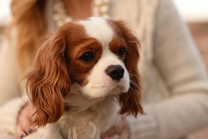 Best lap dog: Cavalier King Charles spaniel