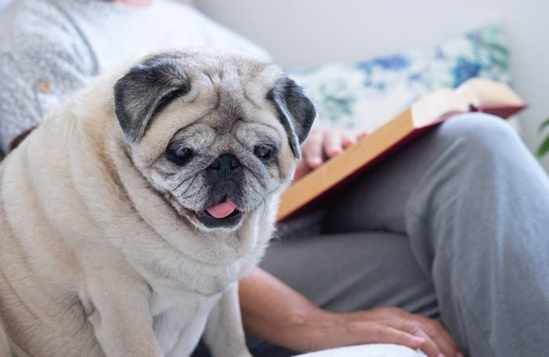 Best apartment dog: Pug