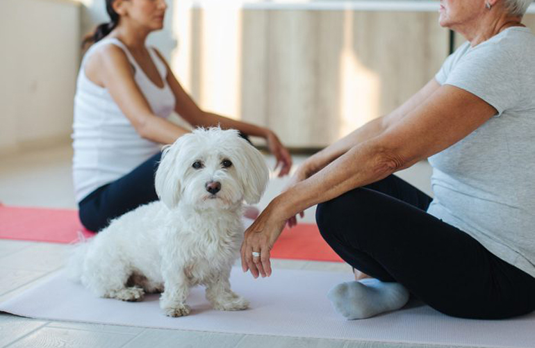 Best small dog: Maltese